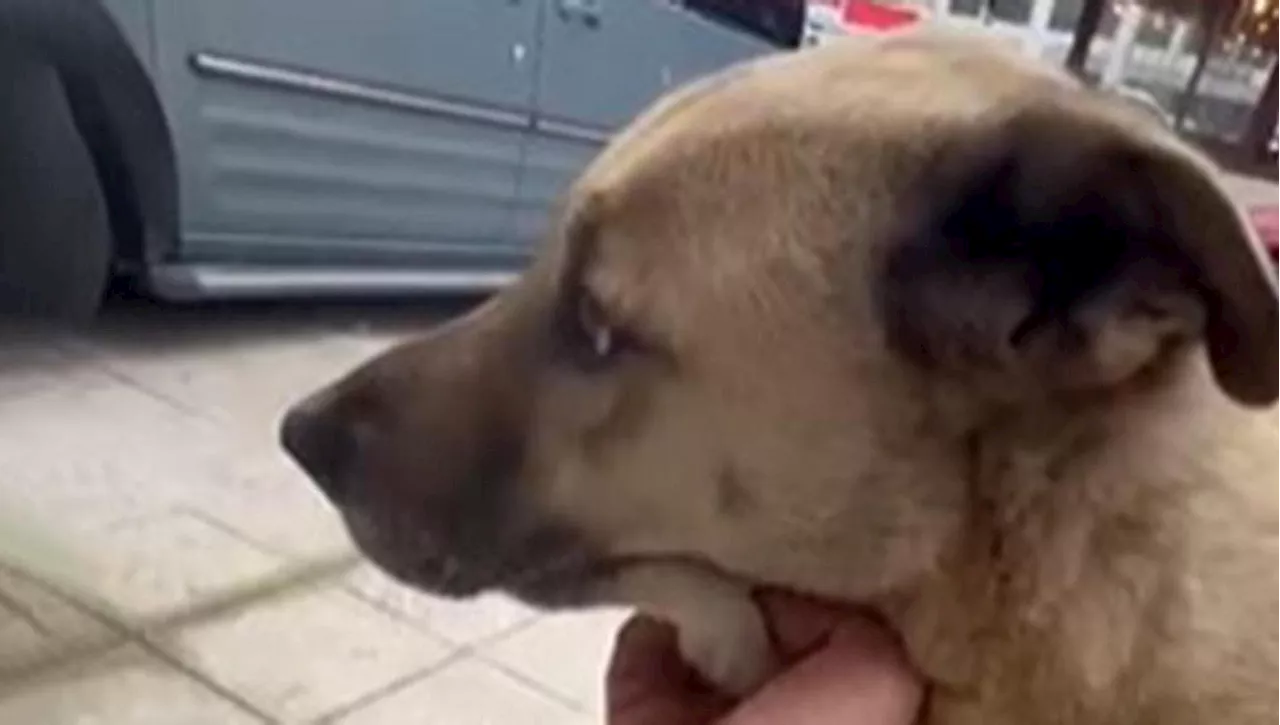 Ares, il cane che ha restituito l’affetto ricevuto ogni giorno con un gesto indimenticabile