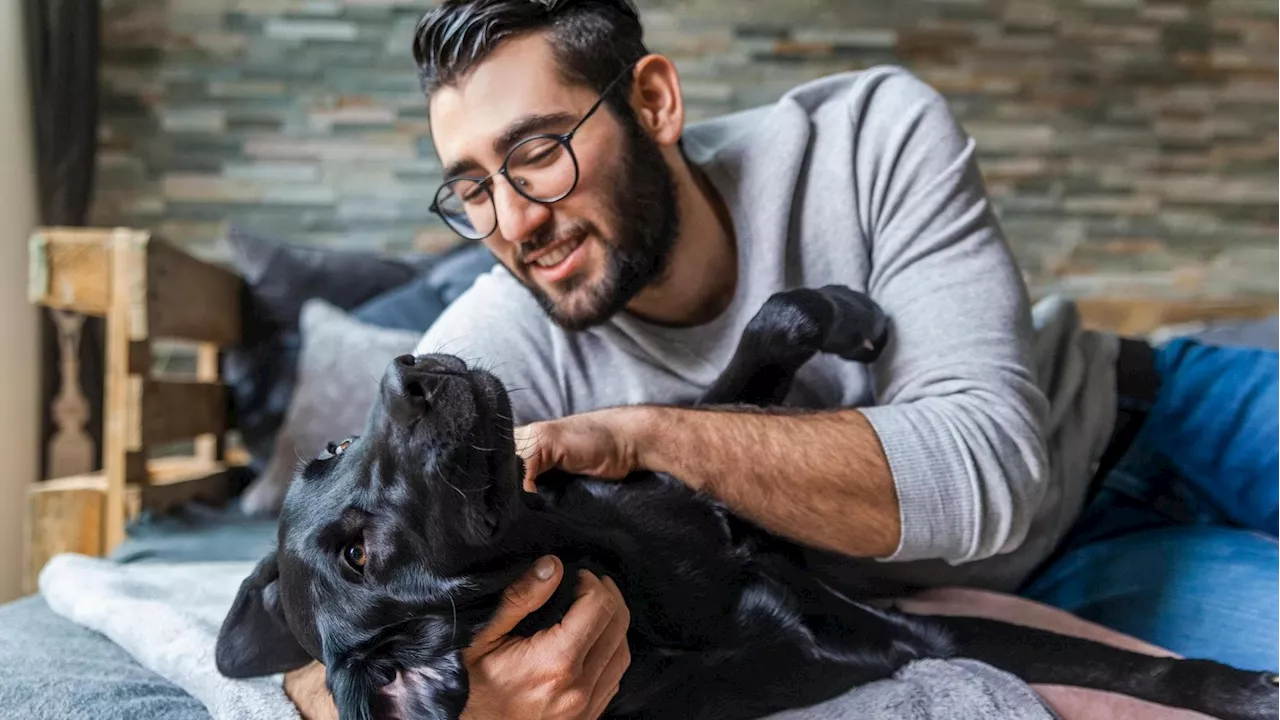 Come accarezzare il cane: un’arte che parla d’amore (e rispetto)