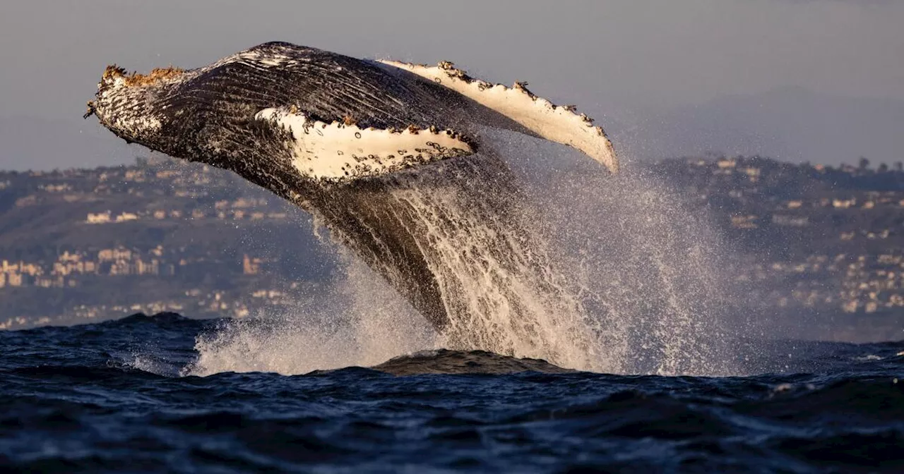 Unexpected visits are turning Orange County into a humpback whale hangout