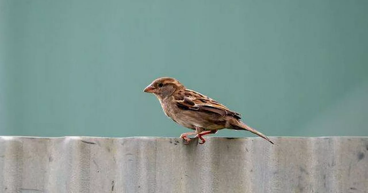 Gardeners issued with sparrows in garden this winter issued warning