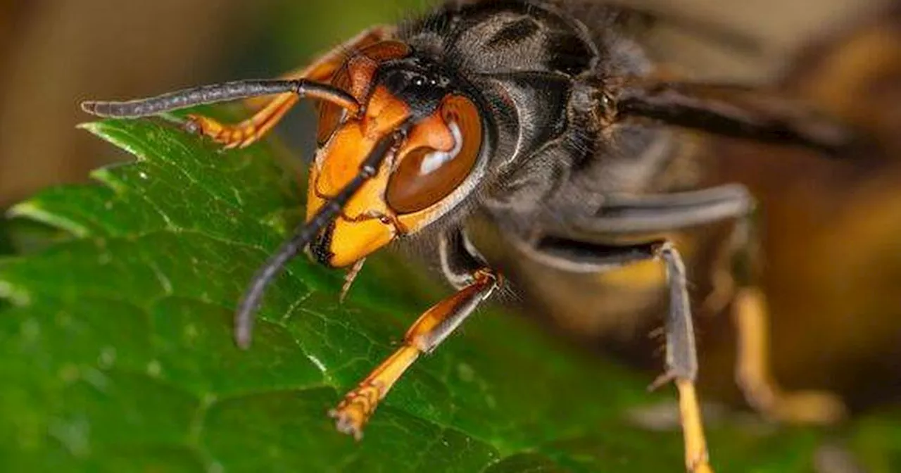 UK Asian hornet invasion update in battle against bee-killing species