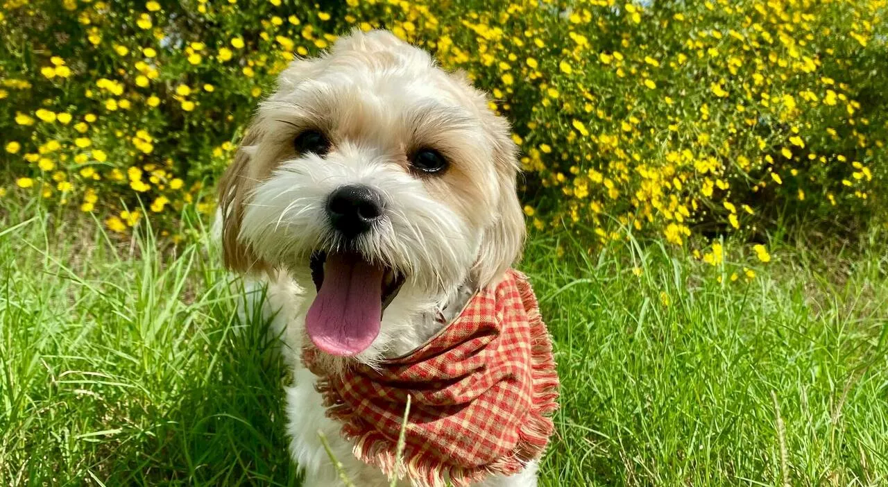 Anziana sparisce nel bosco per tre giorni, salva grazie al suo cagnolino. I soccorritori: «Ci ha portati da le