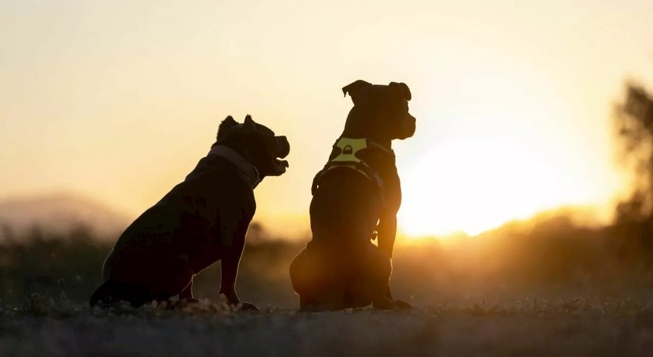 Mamma picchiata e trascinata per i capelli dal figlio 17enne: i cani intervengono e la salvano