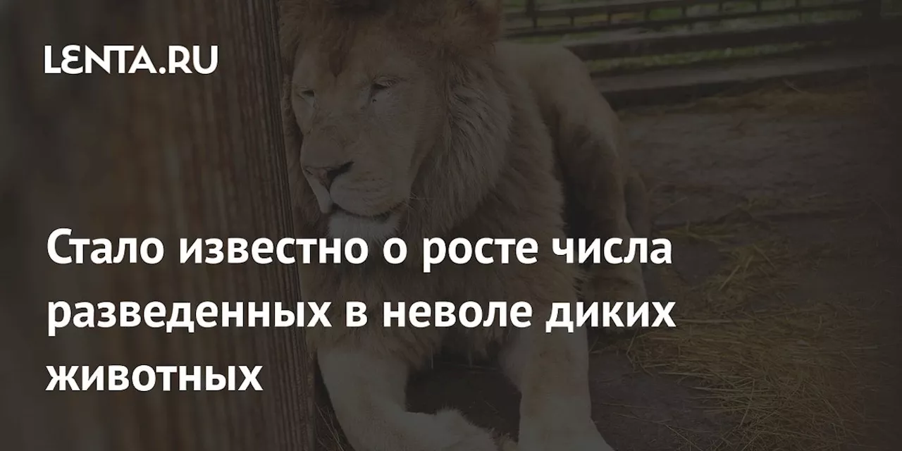 Стало известно о росте числа разведенных в неволе диких животных