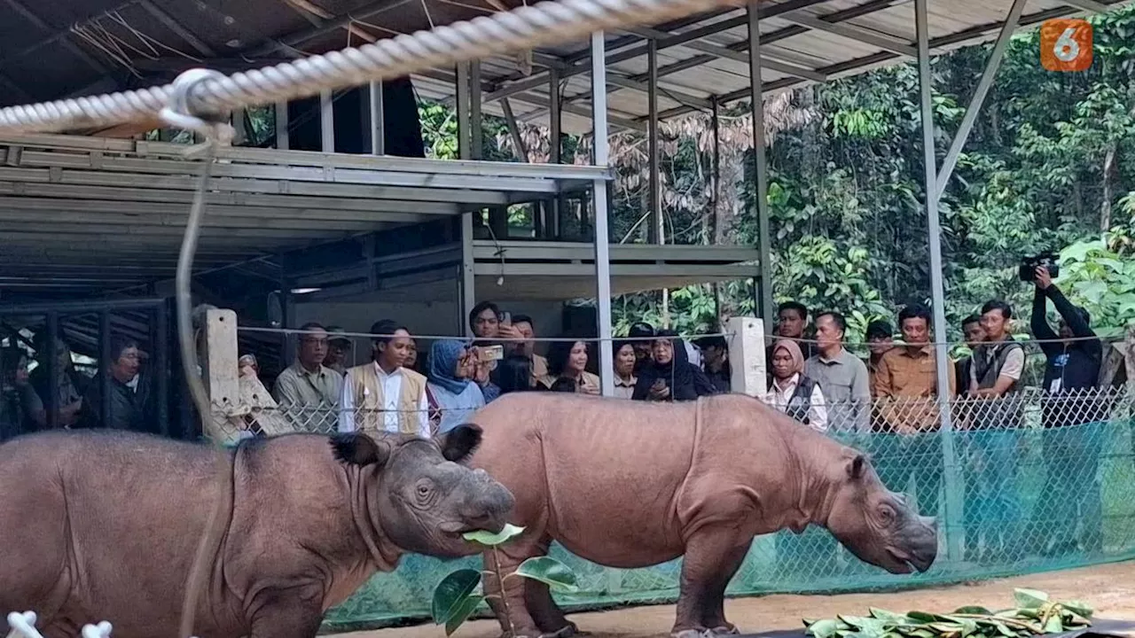 Menhut Raja Juli Janji Perluas Suaka Rhino Sumatera dan Tambah Fasilitas di RS Gajah Rubini Atmawidjaja