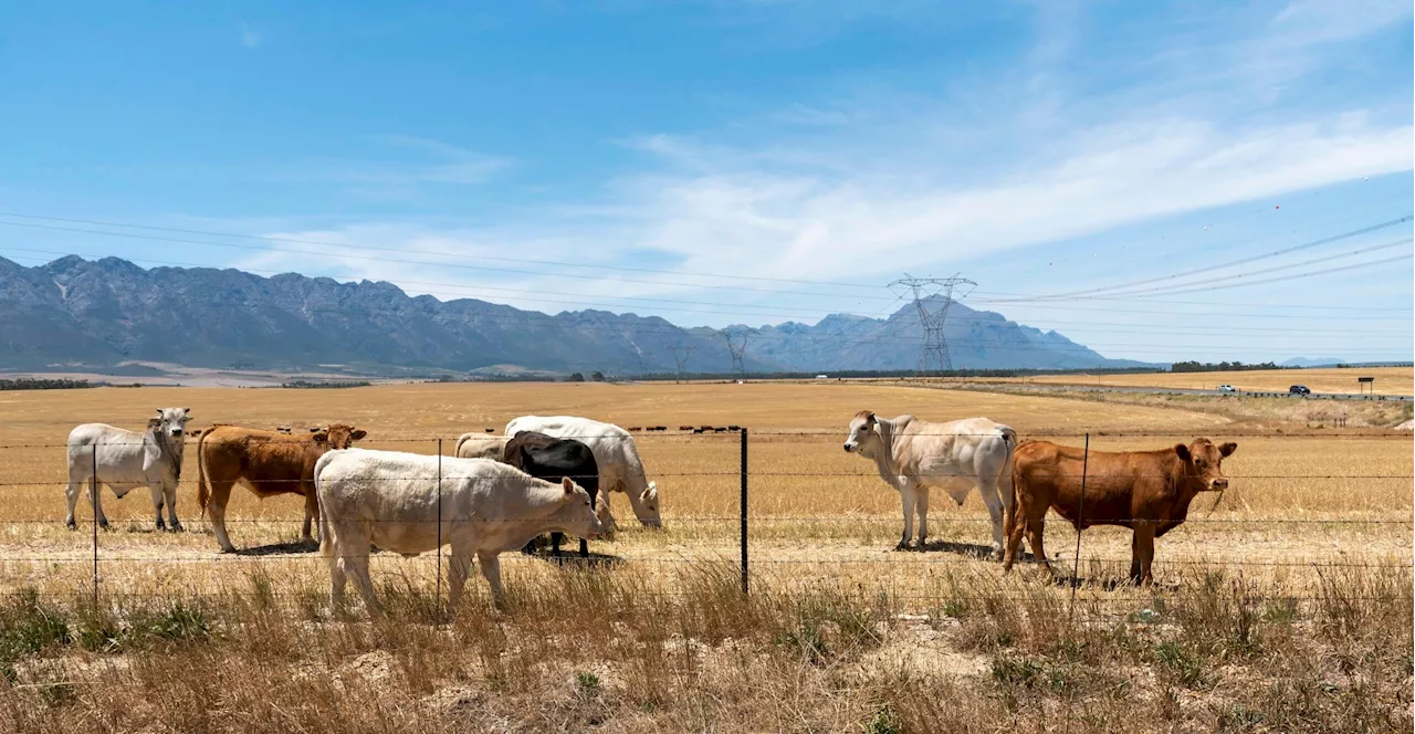 South Africa's beef exports up 25% in first three quarters of 2024