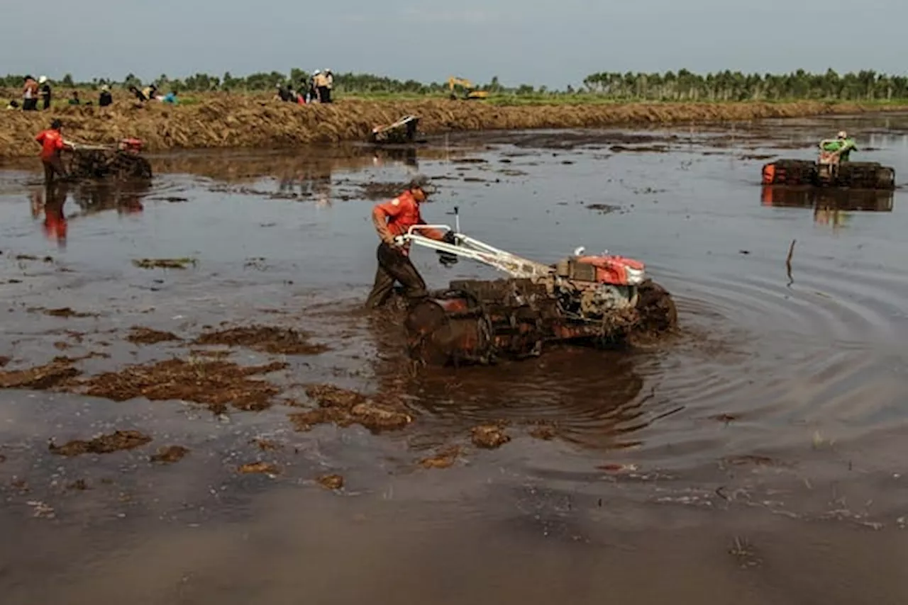 Celios Food Estate di Merauke Perparah Krisis Iklim