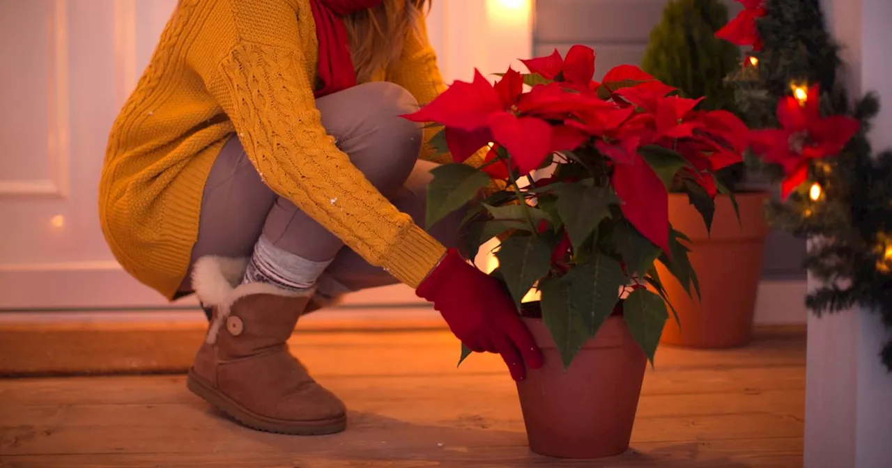 Gardener gives advice for healthy poinsettias this Christmas