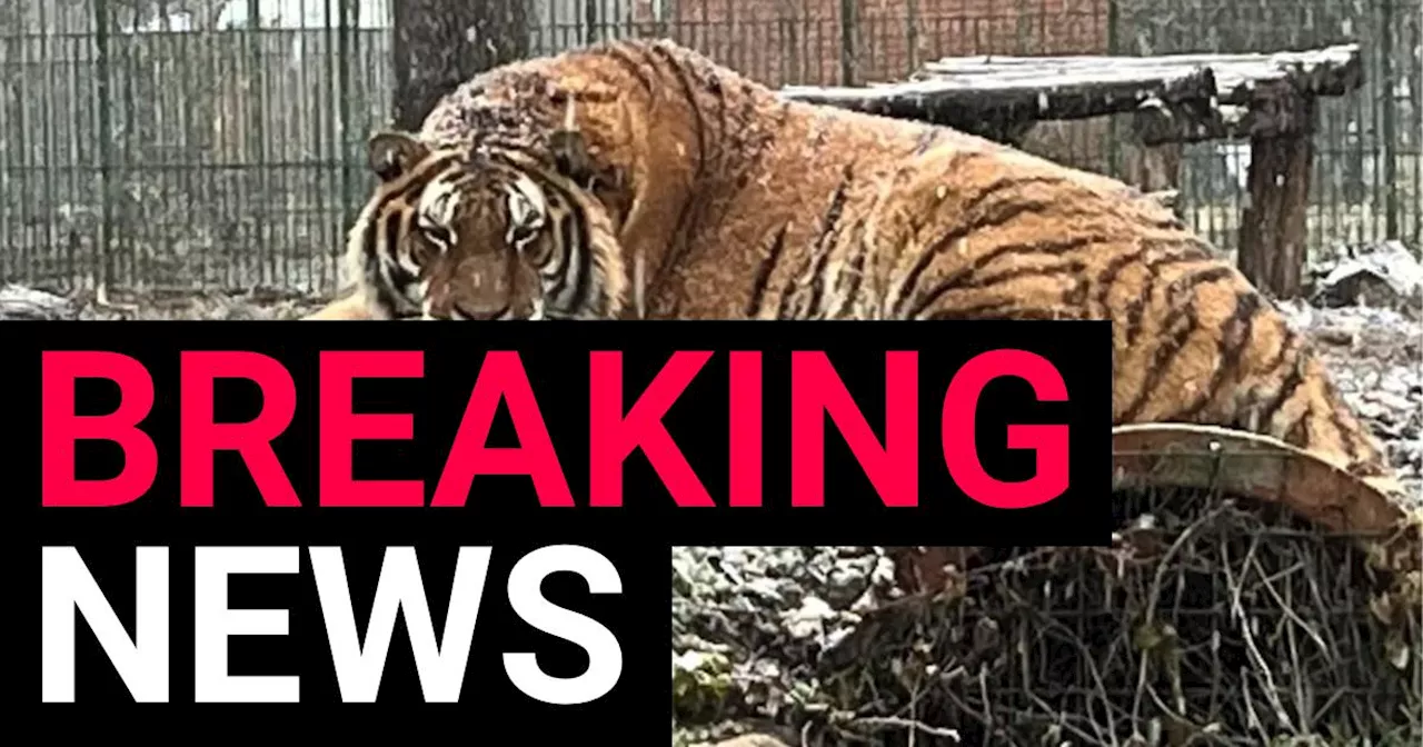 Zookeeper killed after being attacked by tiger when he left cage door open