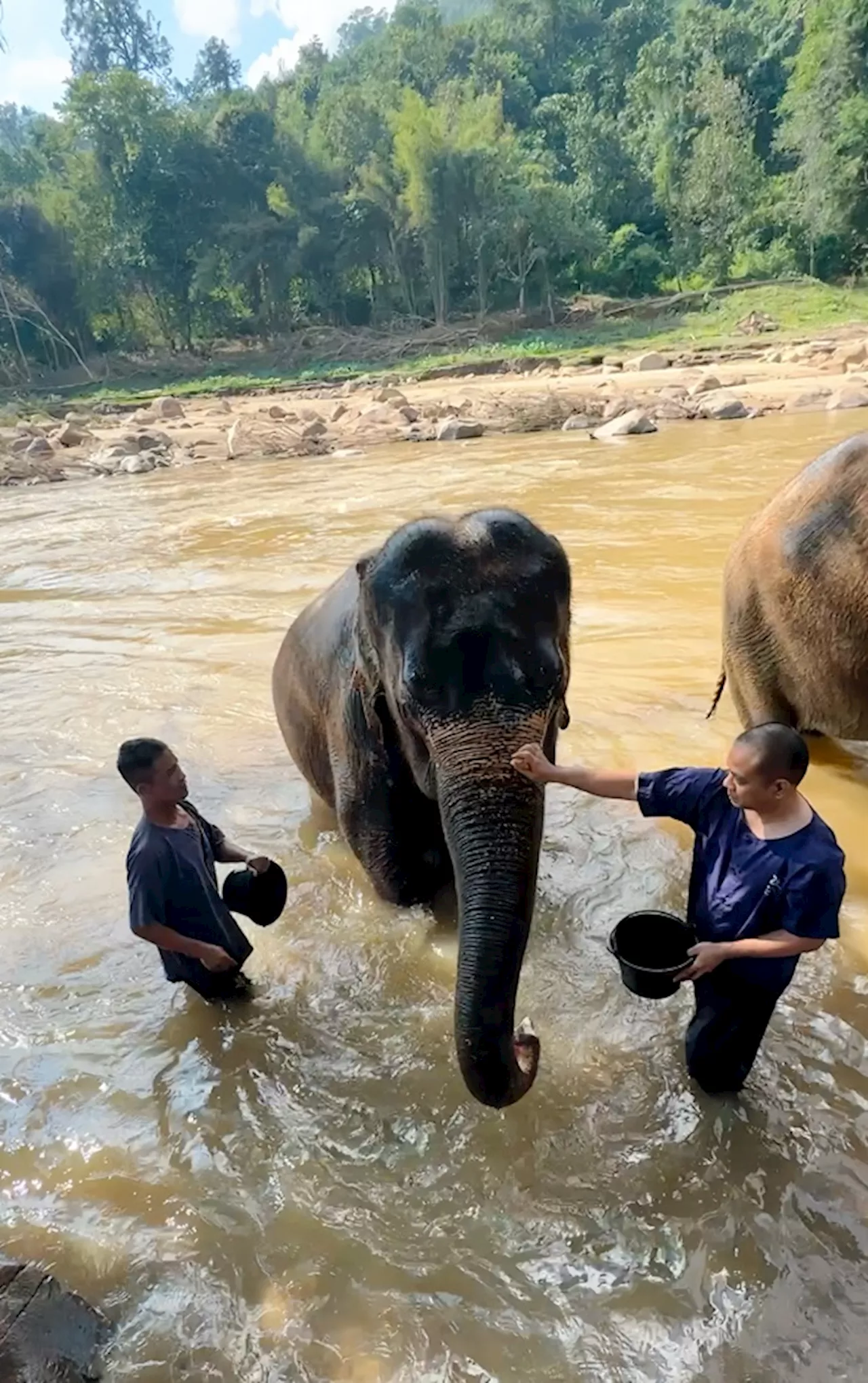 A haven for gentle giants