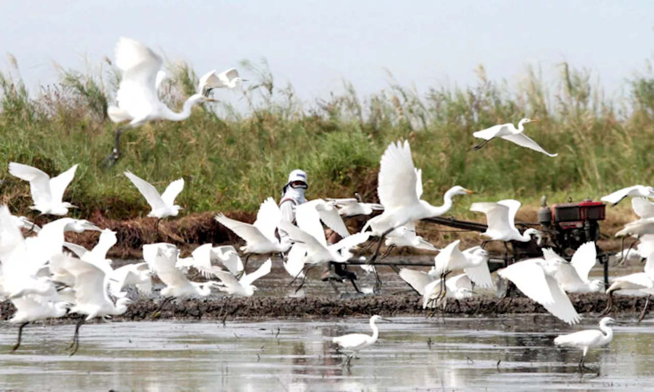 Degraded peatlands in 177 countries put climate goals at risk