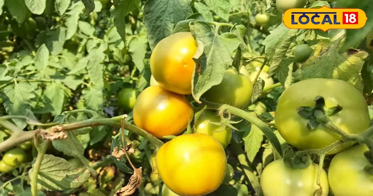 Tomato Farming: टमाटर की खेती में है तगड़ी कमाई, करना बहुत ही आसान; कम लागत में हो जाएंगे मालामाल