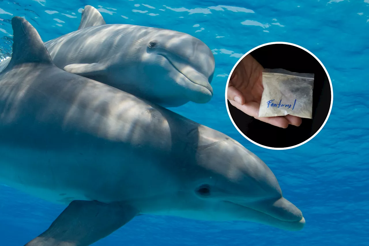 Fentanyl Detected in Gulf of Mexico Dolphins