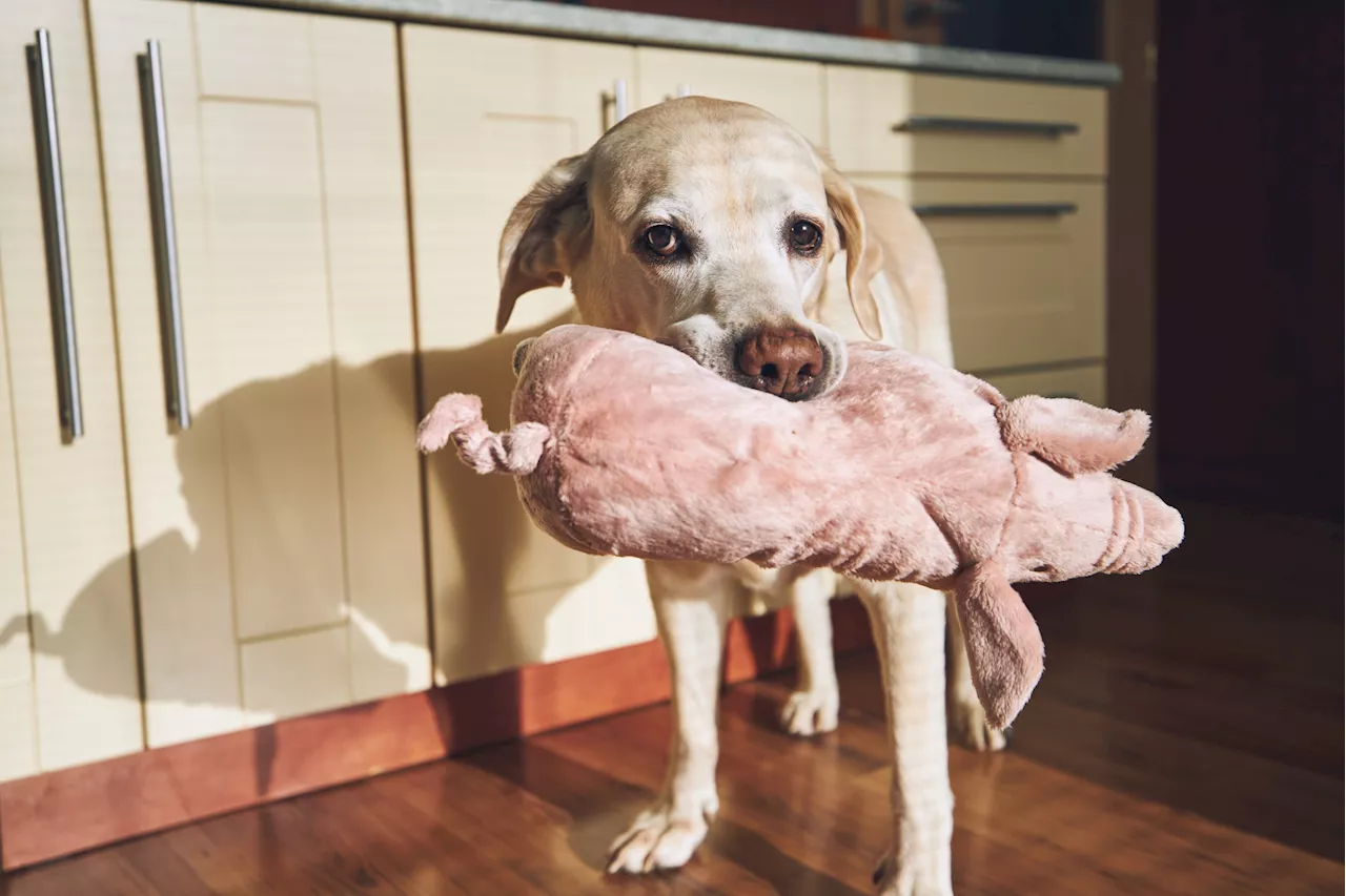 Labrador Retriever Owner Checks Pet Cam, Finds an Unexpected Scene