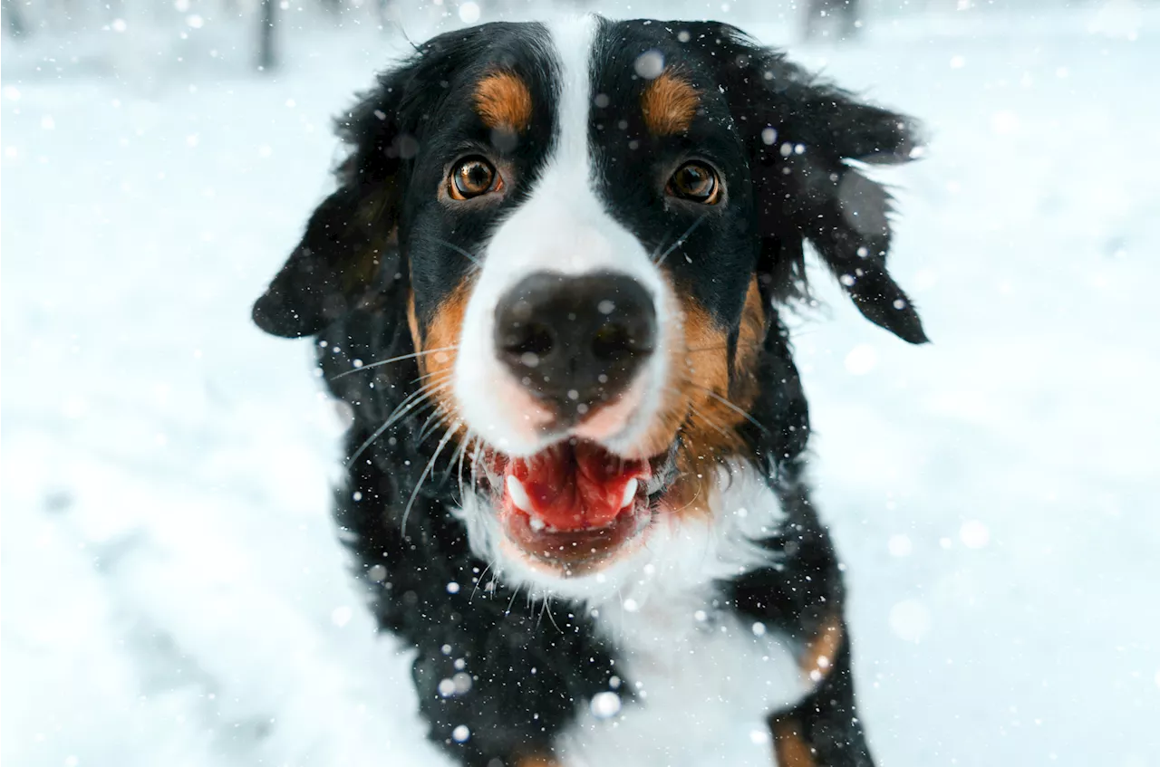 Moment Bernese Mountain Dog Finally Sees Snow Again Goes Viral