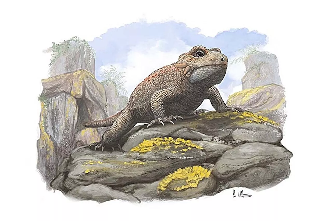 New Species of Ancient Reptile With 'Unusual' Jaws Discovered