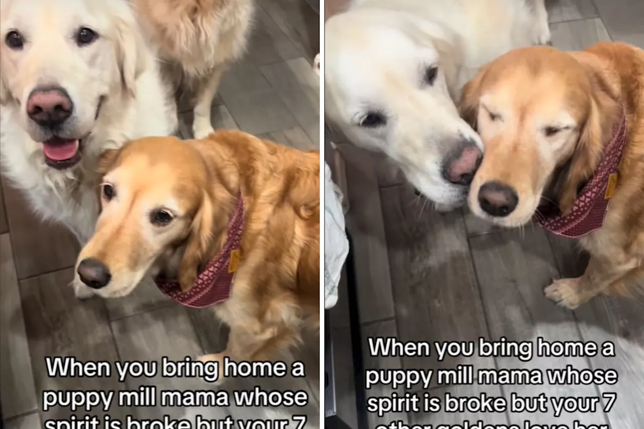 Woman Adopts Broken Golden Retriever—Her Other Dogs 'Love Her Back to Life'