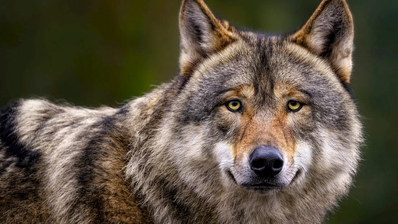 Wolf in Opponitz ließ sich von Böllerwurf nicht einschüchtern