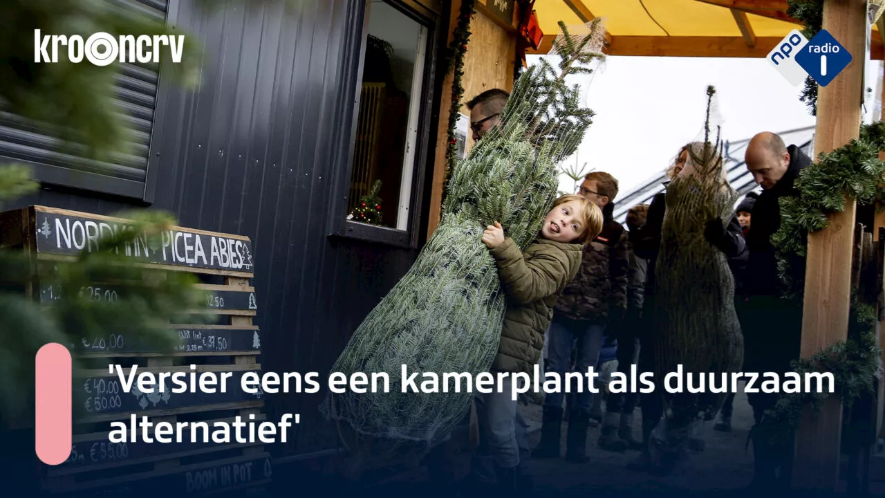 Het kerstbomenseizoen is begonnen, maar welke kan je het beste in huis halen?