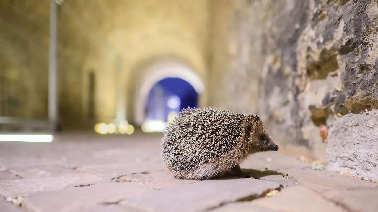 Niedersachsen & Bremen: Artenschutzzentrum: Igel haben es zunehmend schwer