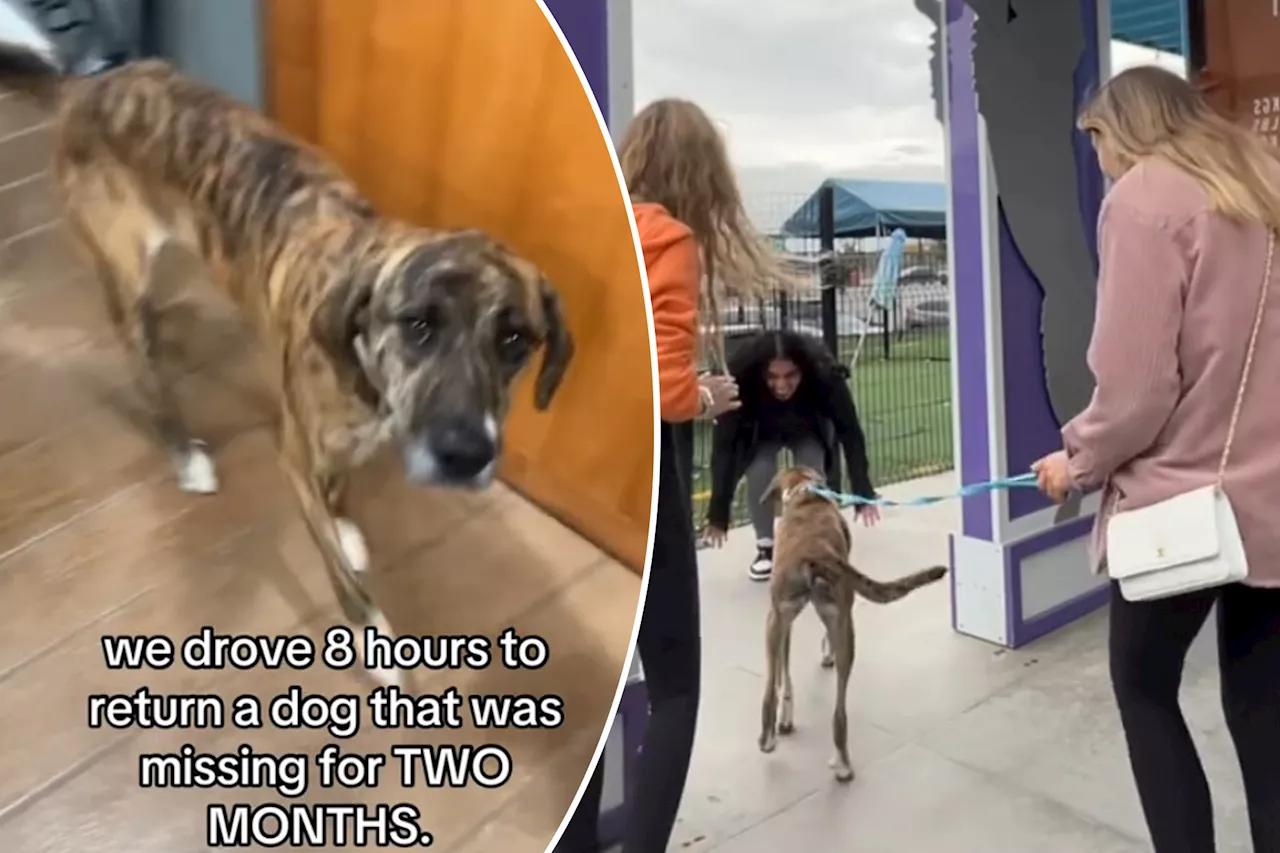 Shelter staff rescue stray dog found 1,200 miles and four states away from home