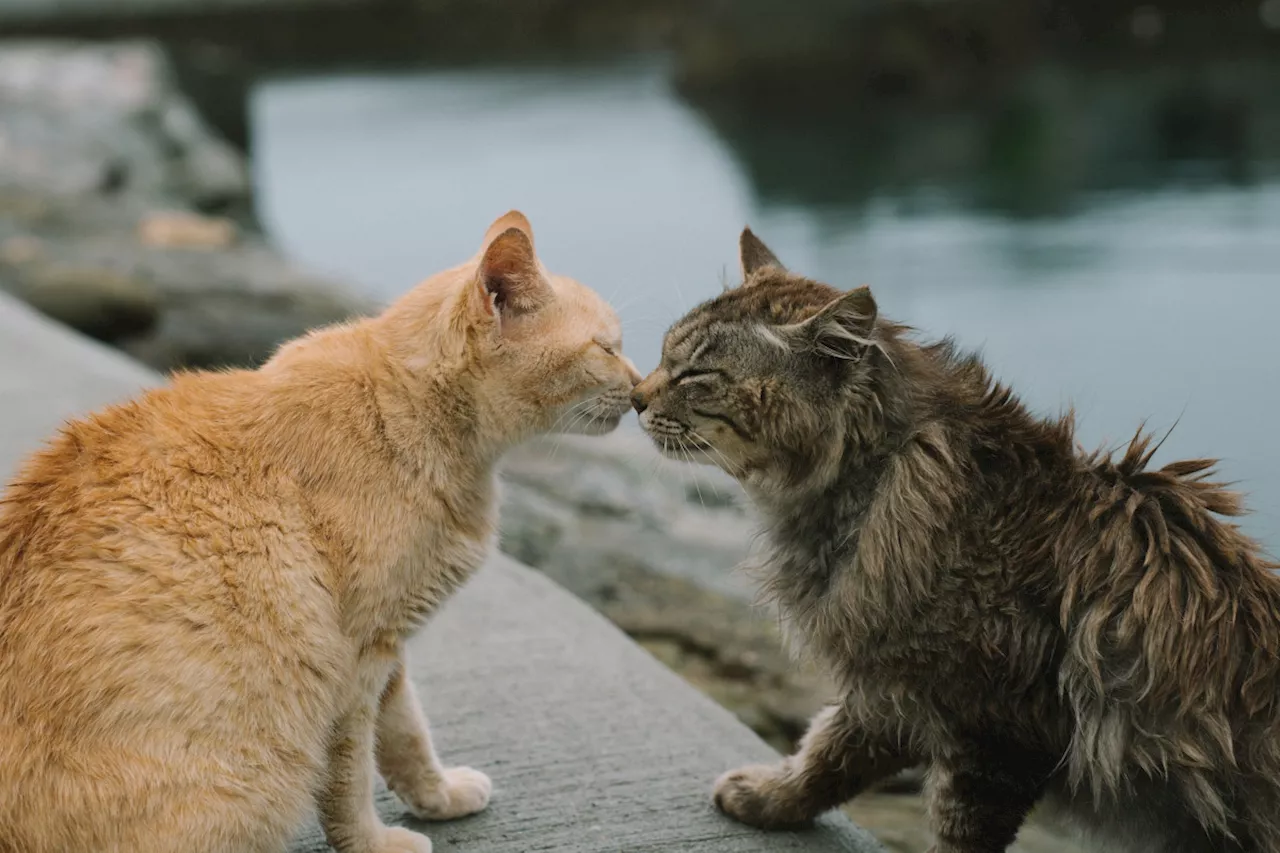 Cómo se contagia la leucemia entre gatos