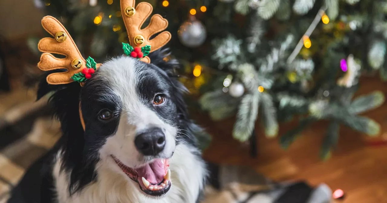 Best ways to keep your dog safe from the Christmas tree