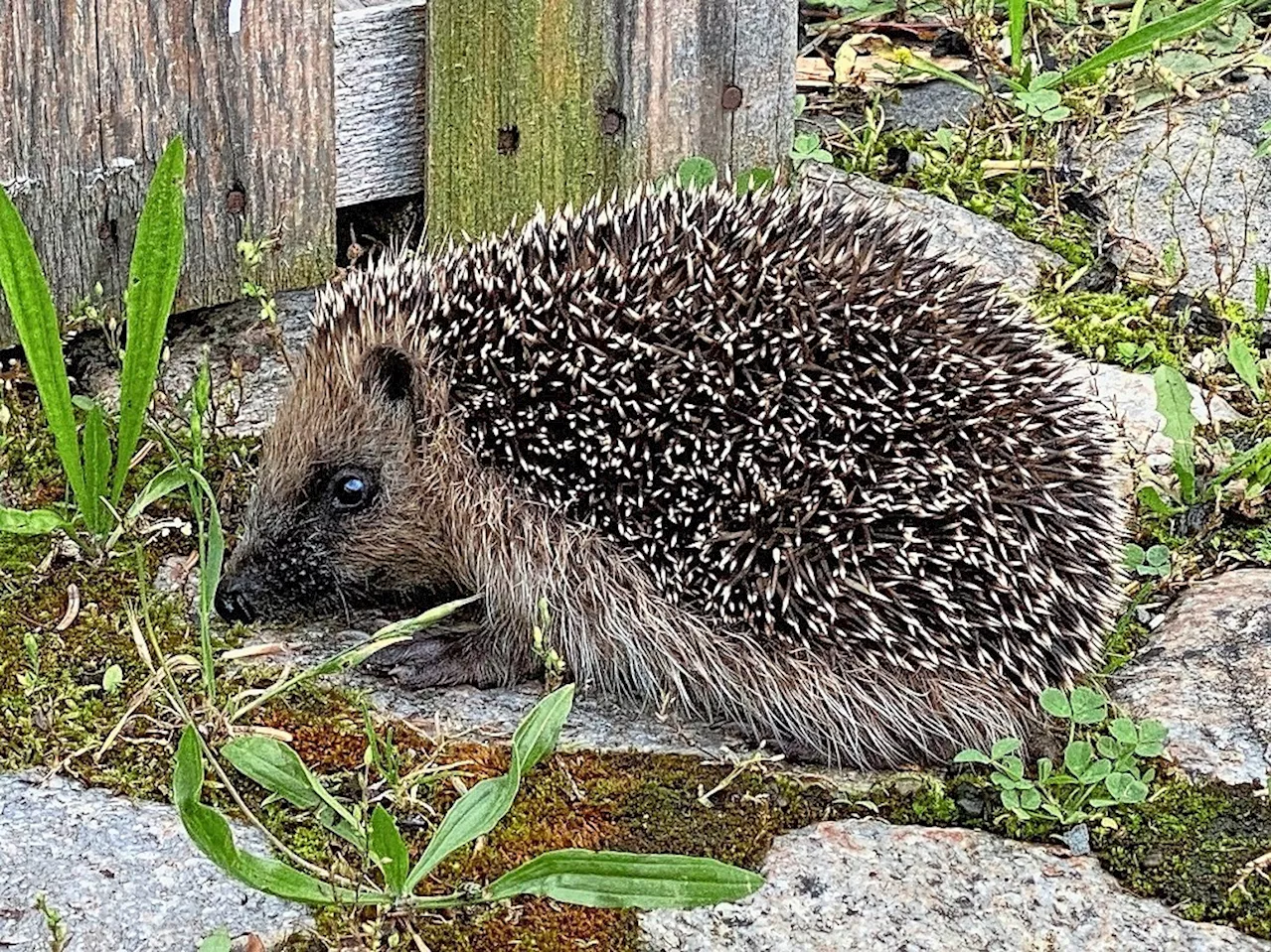 «Igel brauchen dringend Hilfe»