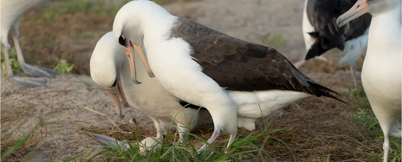 'World's Oldest Bird' to Become a Mom Yet Again, Laying Egg at 74