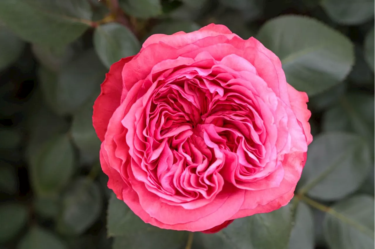 New roses debut: How many of these beauties will you plant in 2025?