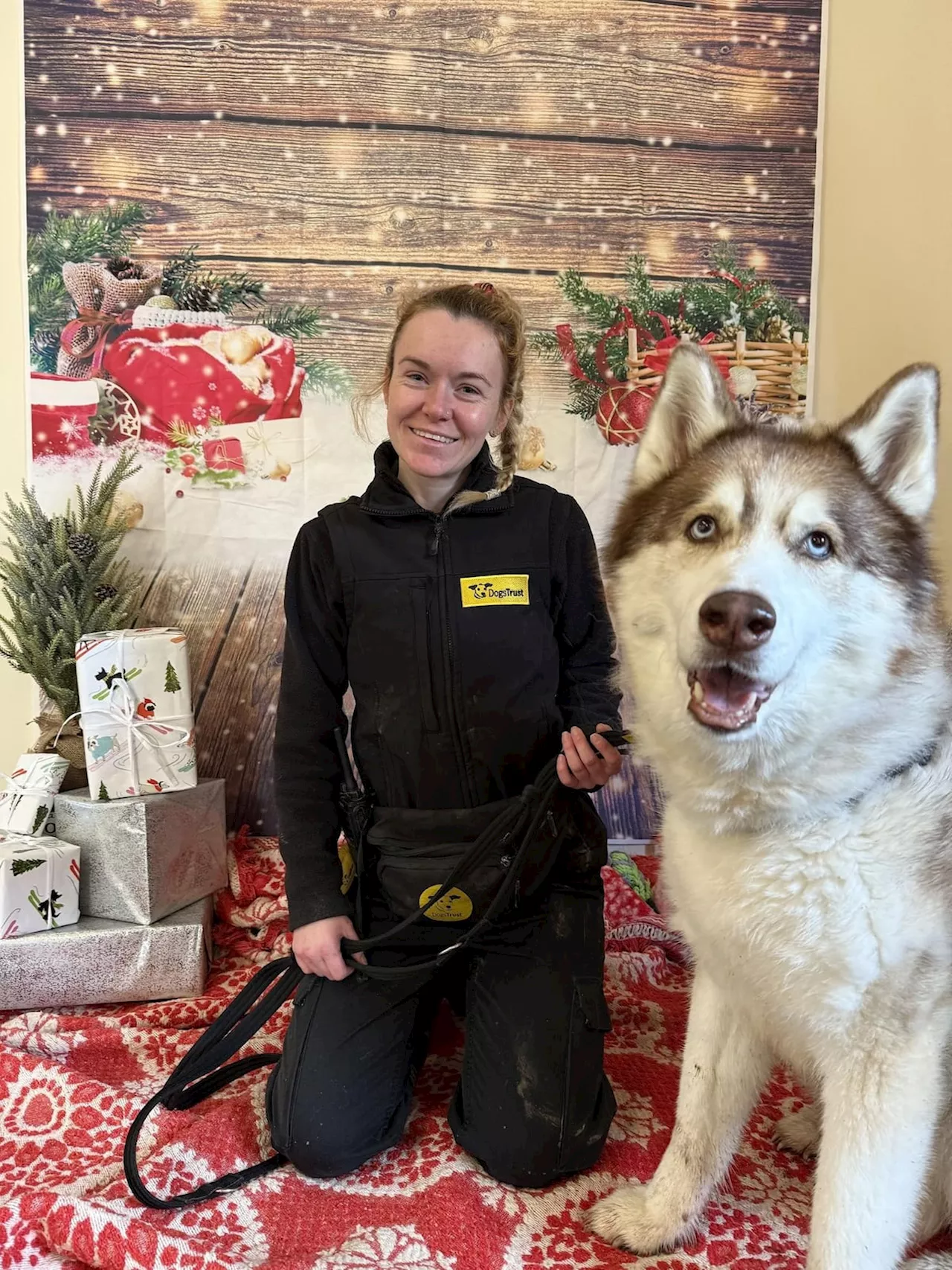 Dogs Trust Shrewsbury Christmas appeal for treats and toys