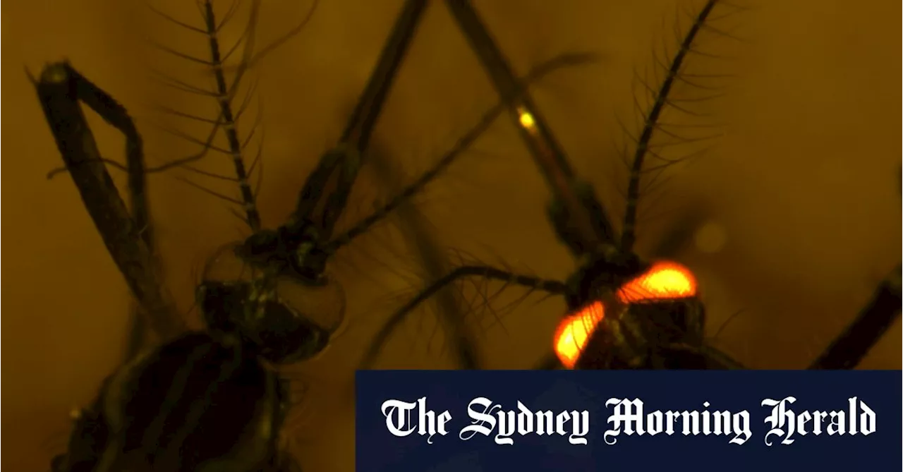 The fluorescent red mozzies that could protect us from other blood-hungry biters