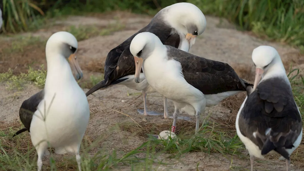 Alter schützt vor Liebe nicht: Albatros Wisdom legt mit 74 Jahren ein Ei