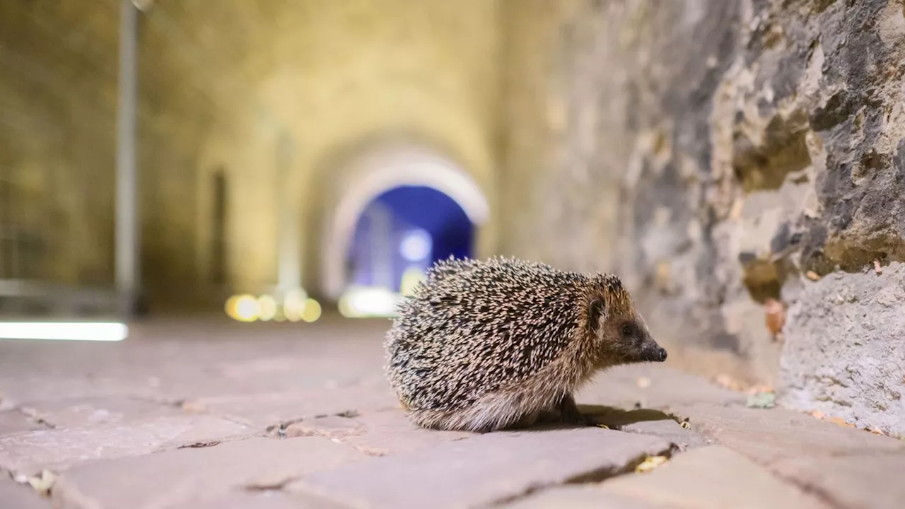 Tiere in Not: Artenschutzzentrum: Igel haben es zunehmend schwer