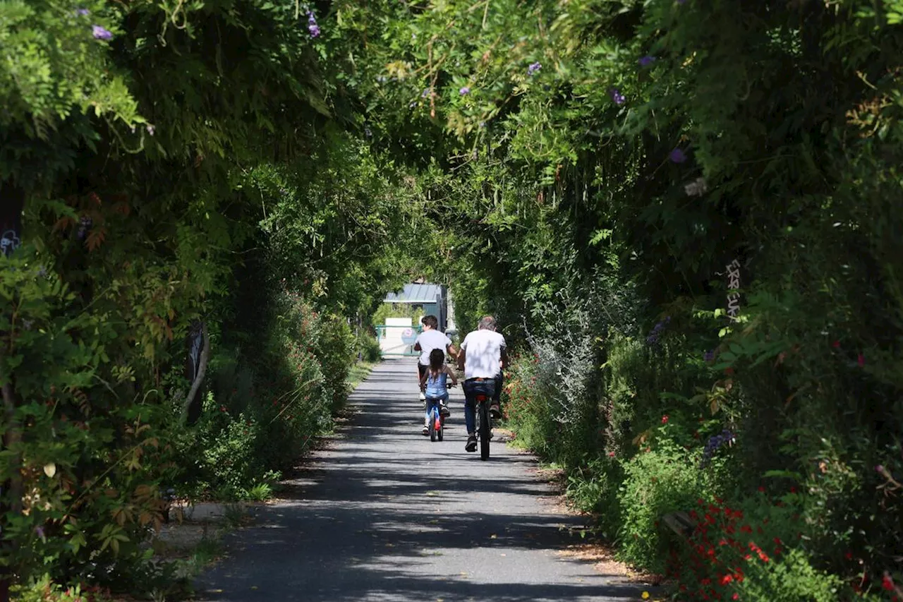 Bordeaux : « Nous plantons en fonction du projet », comment les arbres sont plantés dans la Métropole