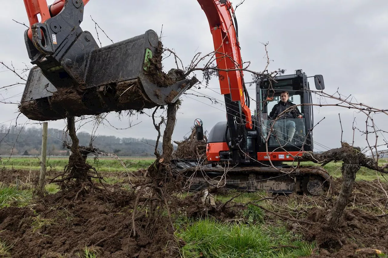 Crise viticole en Gironde, plan d’arrachage, lutte contre les vignes en friche... Où en est-on ?