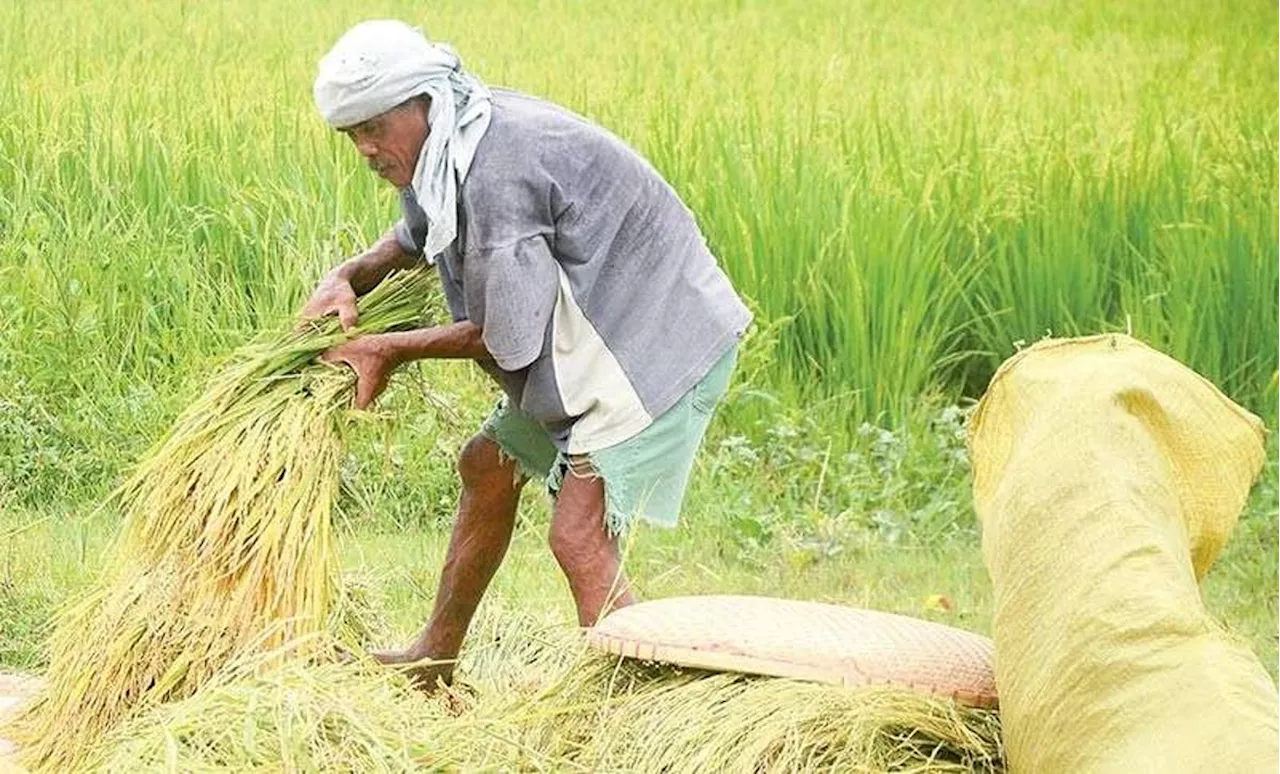 Marcos signs law to boost rice industry, support farmers