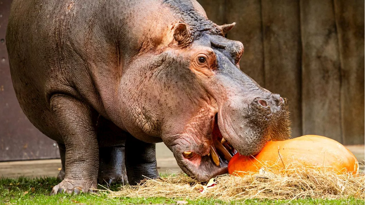 Fast so niedlich wie Toni: Berliner Zoo hat schon wieder ein neues Flusspferd