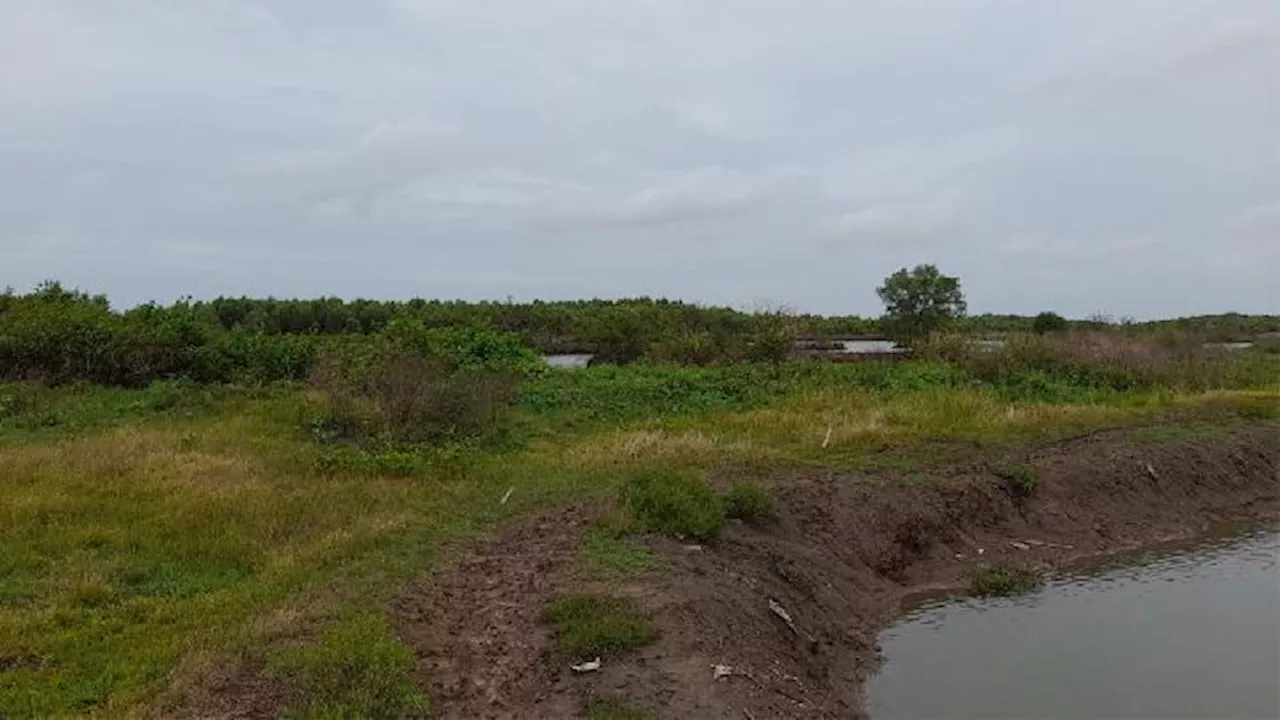 Begini Hutan Mangrove Mauk Bakal Jadi Bagian PSN PIK 2, Picu Pro dan Kontra