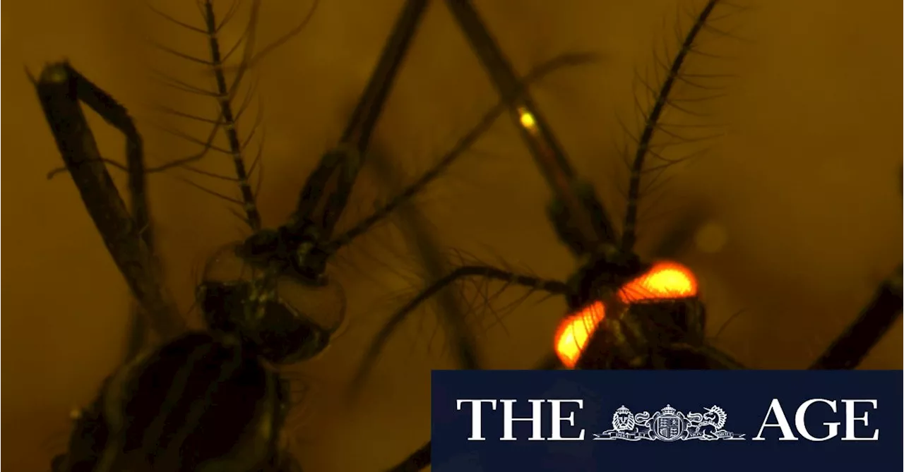 The fluorescent red mozzies that could protect us from other blood-hungry biters