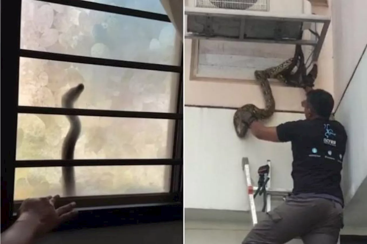 Python knocks on bedroom window of second-storey flat in Jurong West