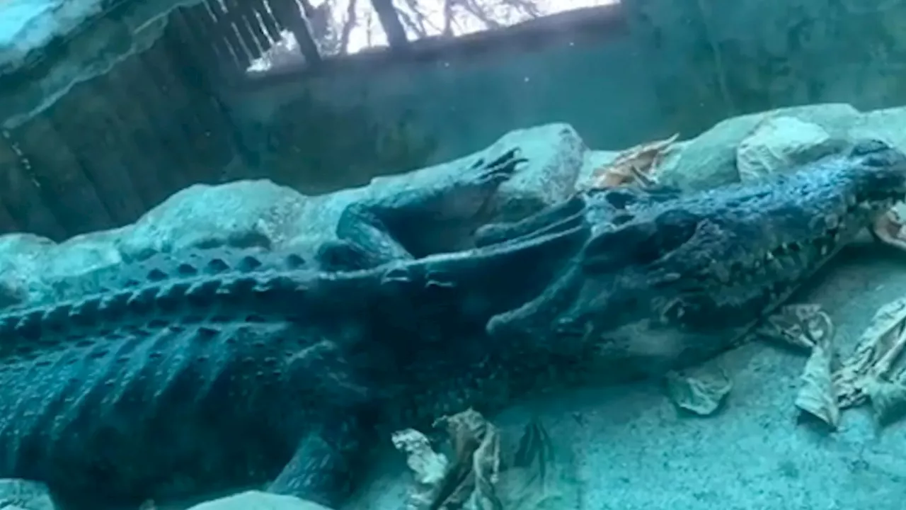 Horror video shows huge emaciated CROCODILE that is just scales & bones weakly crawling at Chinese zoo...