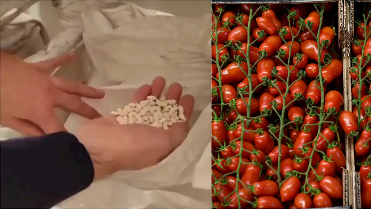 Pomodori San Marzano e peperoncini calabresi, ma i semi vengono da Cina e Ungheria: maxi-sequestro