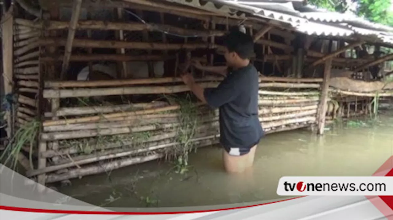 Banjir Rendam Ratusan Rumah di Jombang, Warga Bertahan karena Hewan Ternak