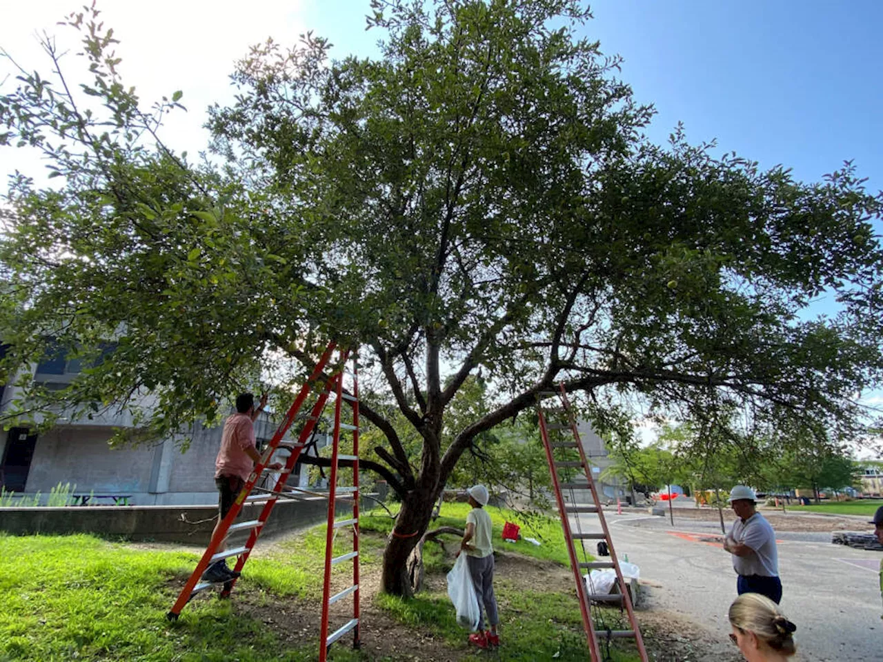 The art of tree grafting: Inside the surgery set to save a Cambridge apple tree