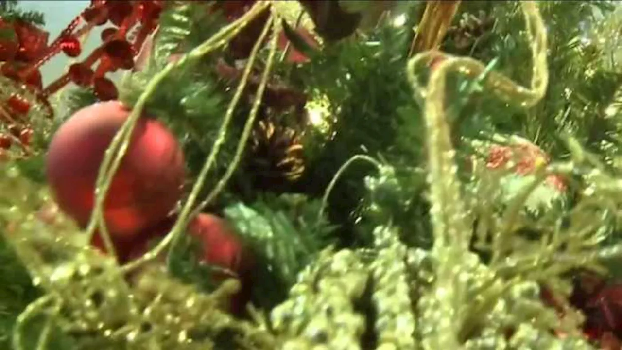 Are you allergic to your Christmas tree?