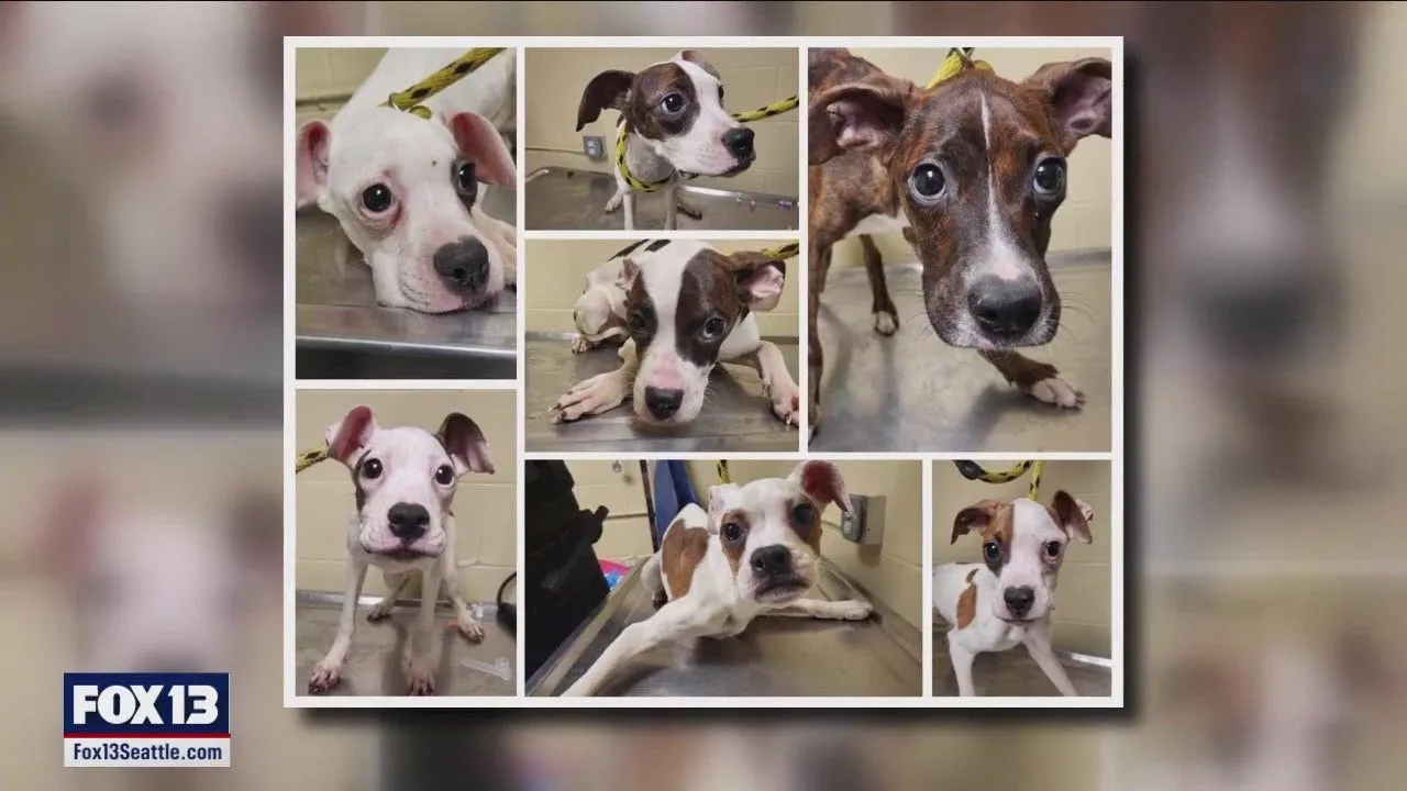 7 boxer-mix pups found roaming Renton streets; shelter staff investigating before they're adopted