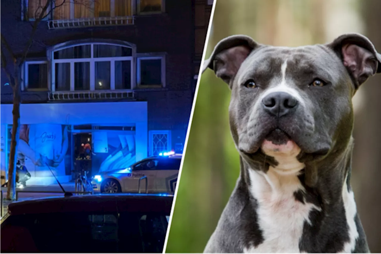 Hond die baasje en politie aanvalt in Mortsel doodgeschoten