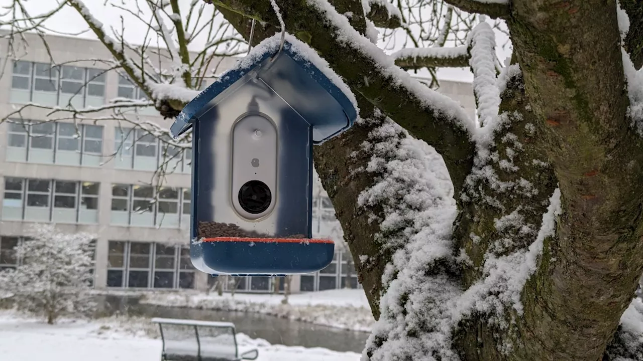 Smartes Vogelhäuschen mit KI: Vögel beobachten mit dem Bird Buddy