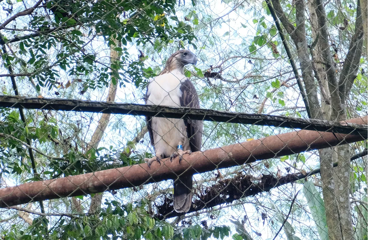 All set for transfer of first 8 Philippine eagles to new breeding sanctuary